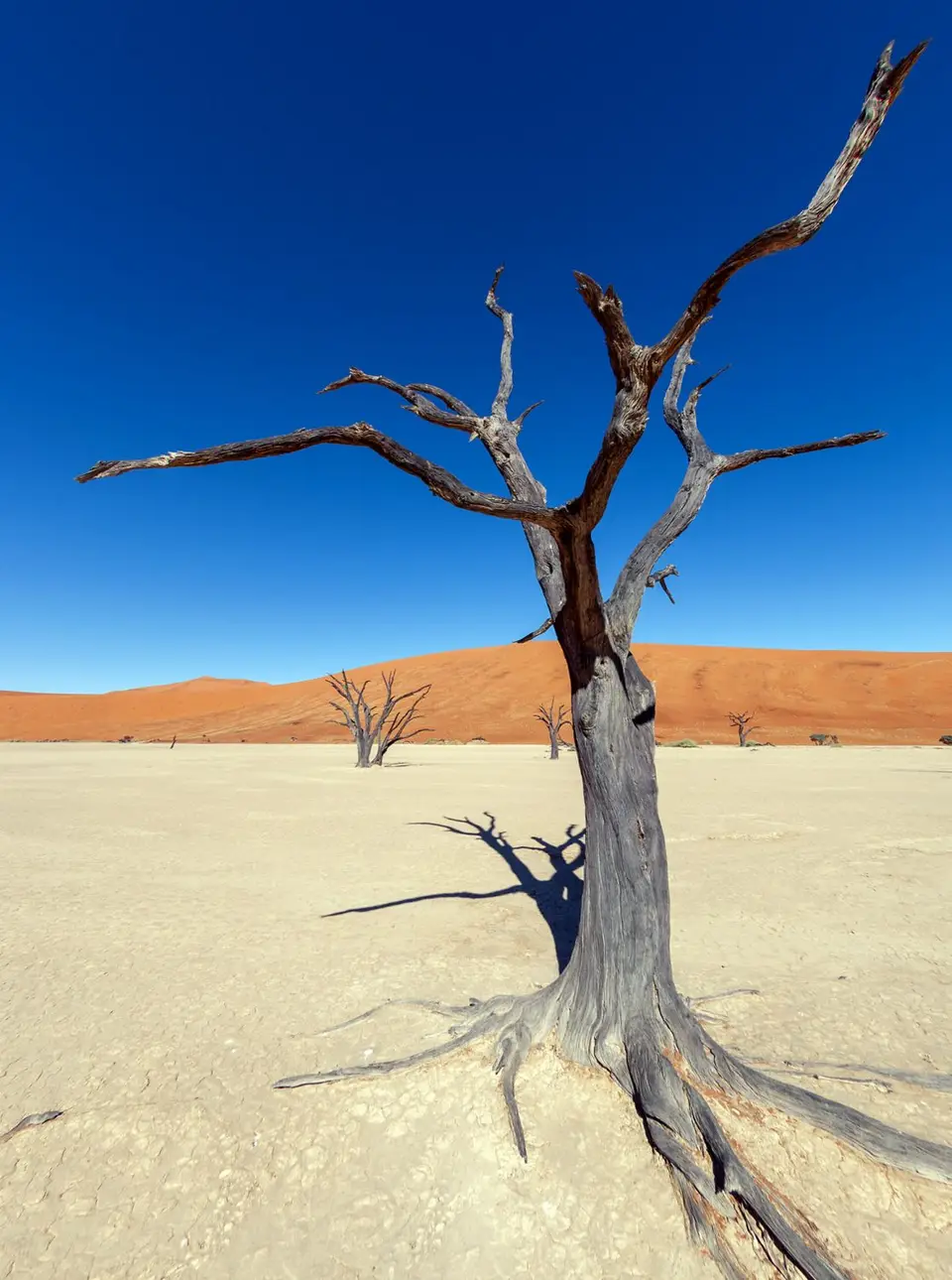 _SES0247.jpg