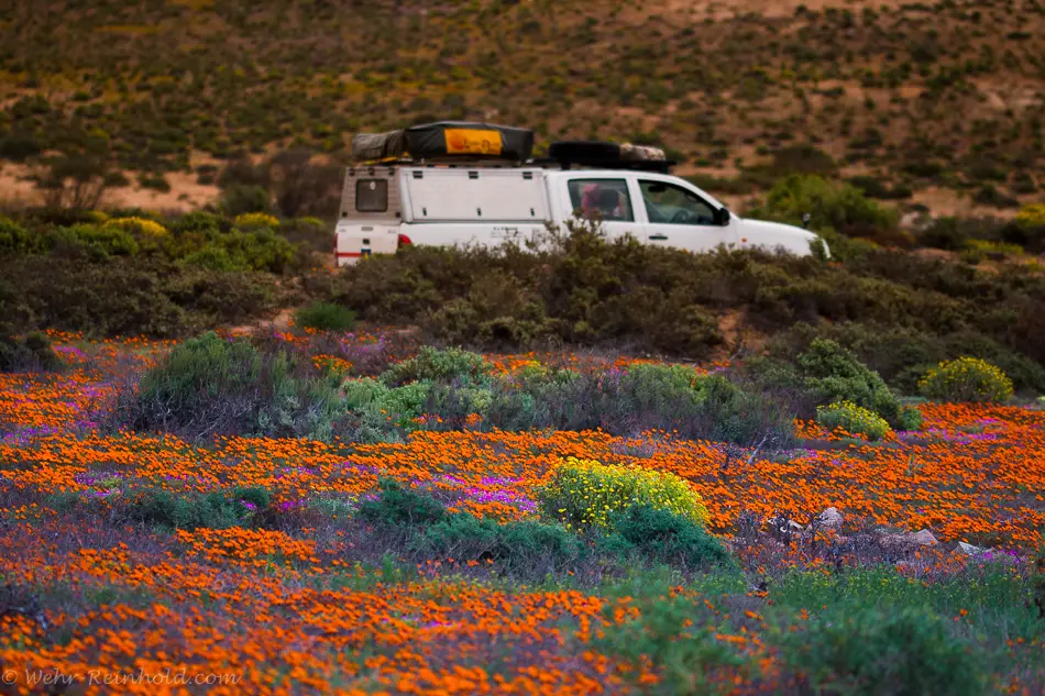 Namaqua1-0793.jpg