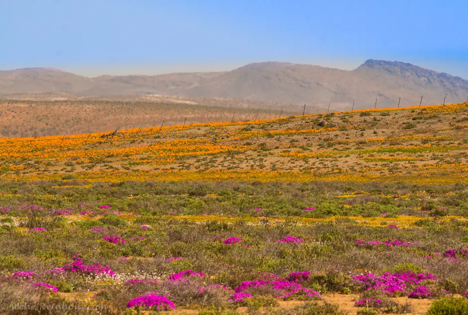 Richtersveld1-2322.jpg