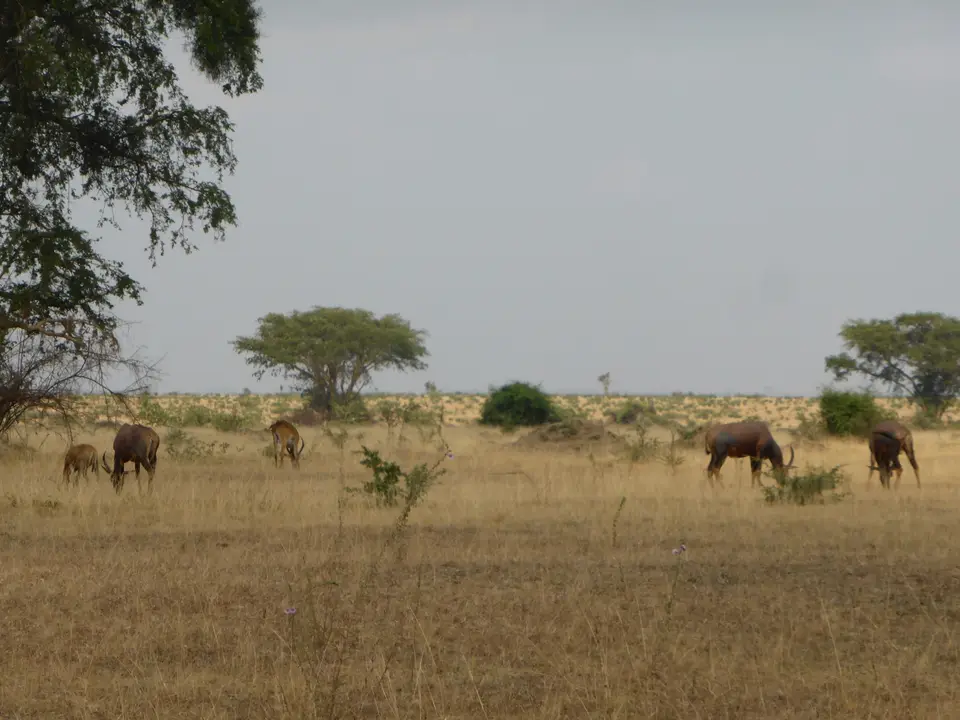 UgaRwa_2017_0233.jpg