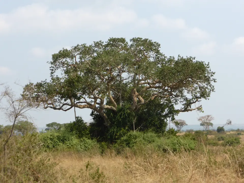 UgaRwa_2017_0236.jpg