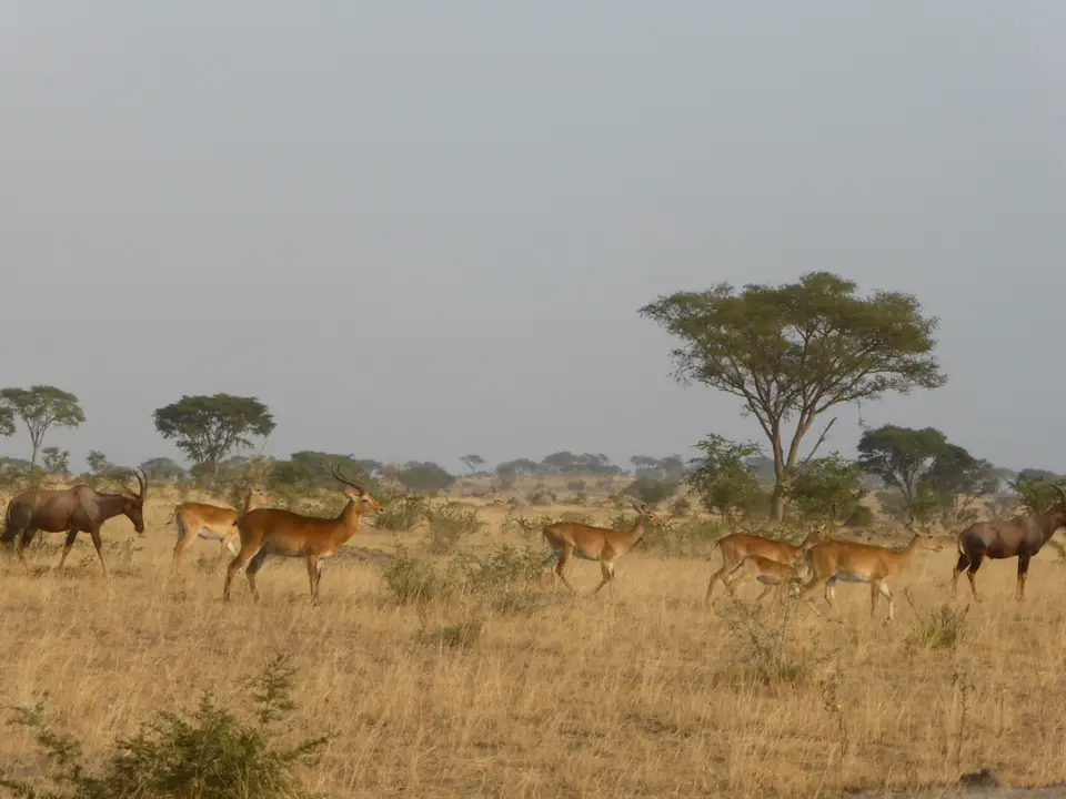 UgaRwa_2017_0268.jpg