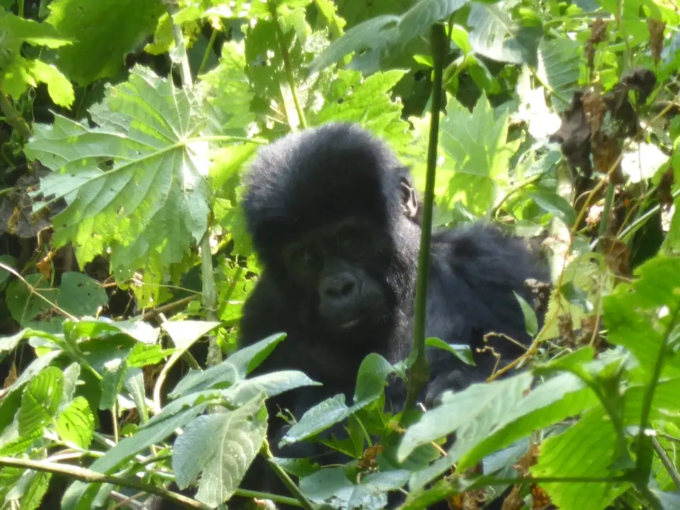 UgaRwa_2017_0384.JPG