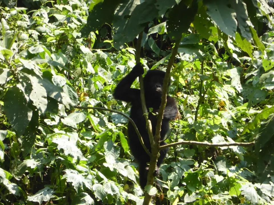 UgaRwa_2017_0392.JPG