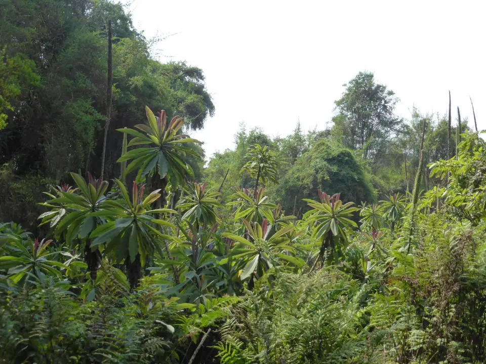 UgaRwa_2017_0512.JPG