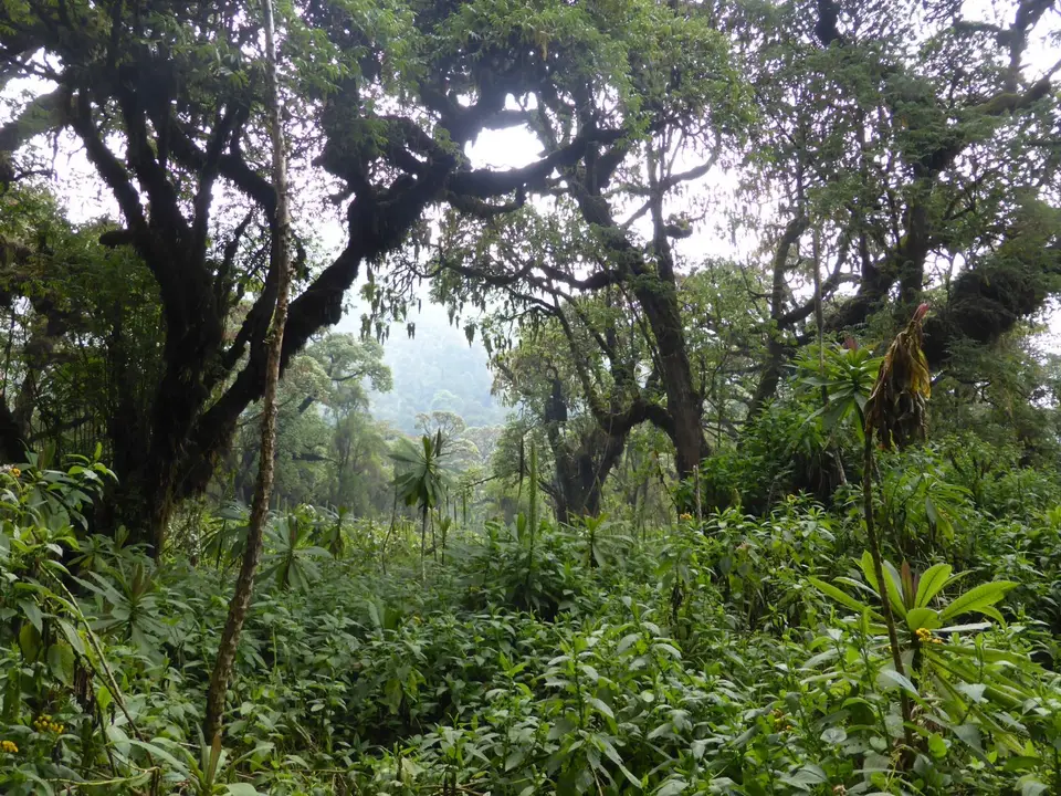 UgaRwa_2017_0561.JPG