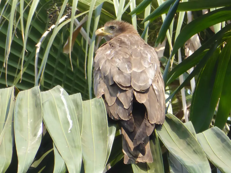 UgaRwa_2017_0745_1.JPG