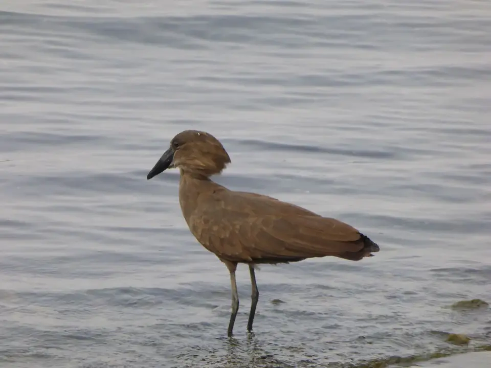 UgaRwa_2017_0749.JPG
