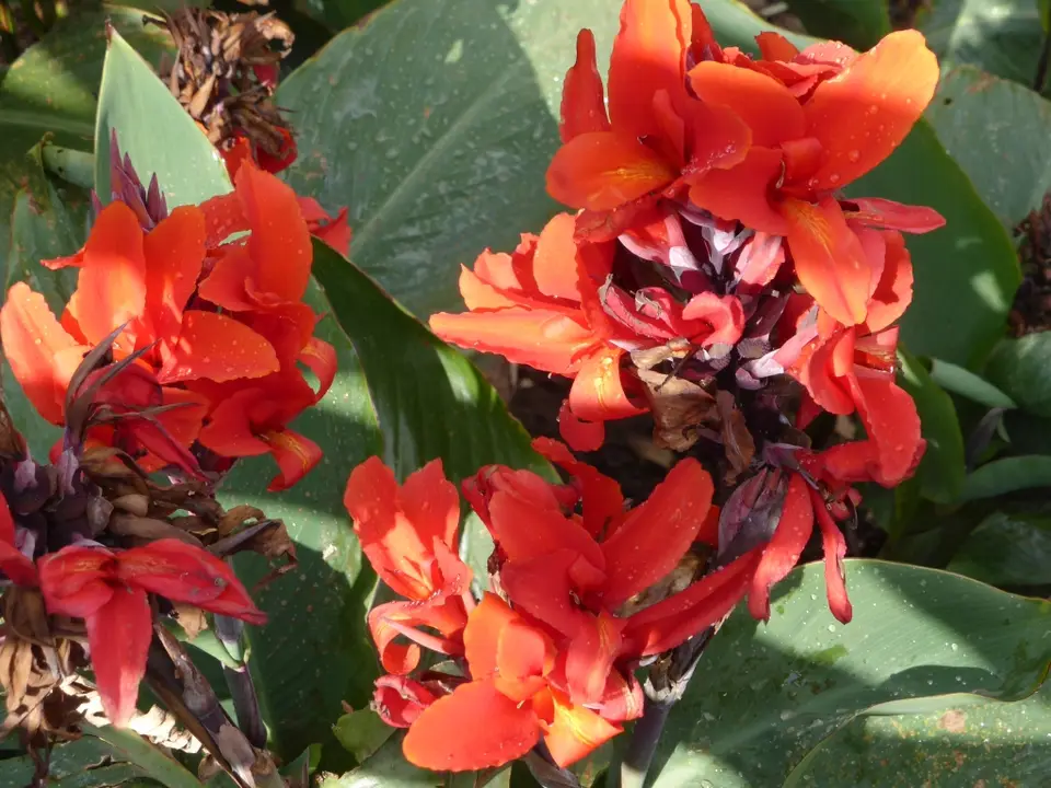 UgaRwa_2017_0822.JPG