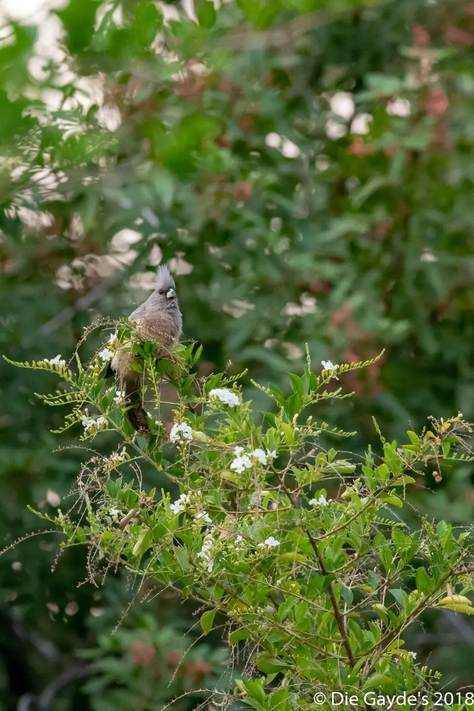 EOS6DMarkII_2018_09_25_2227.jpg