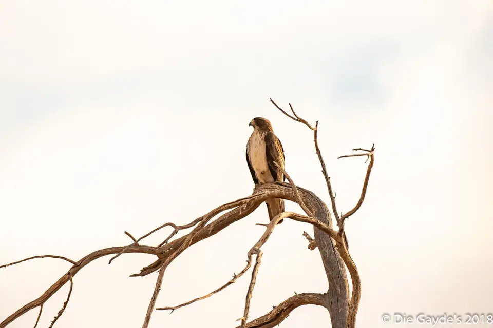 EOS6DMarkII_2018_10_08_7222.jpg