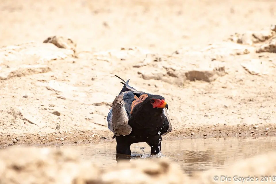 EOS6DMarkII_2018_10_10_7680.jpg