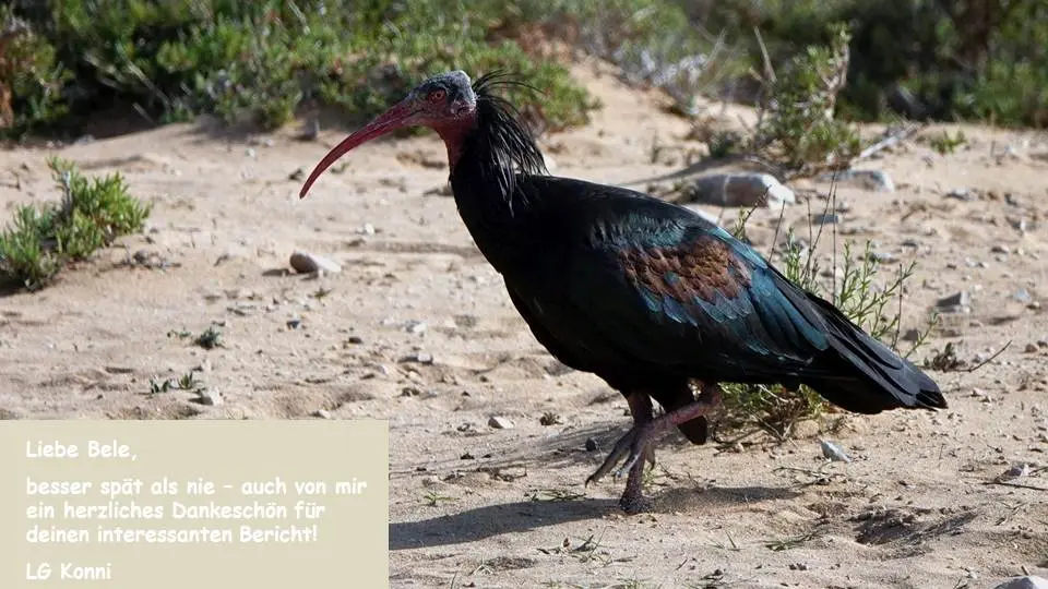 Bele_25.jpg