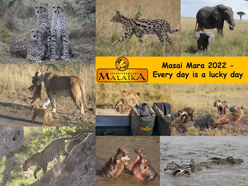 Masai_Mara_2022-2.jpg