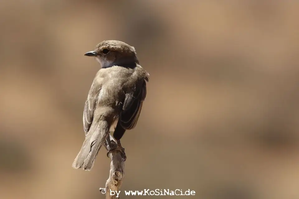 NA16_0560.JPG