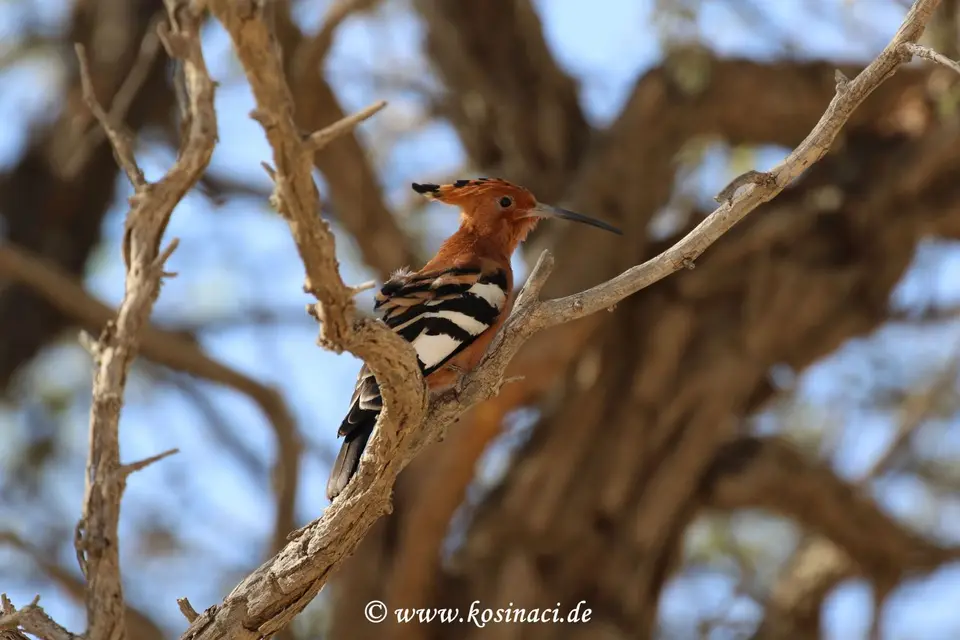 Na16_1068.JPG
