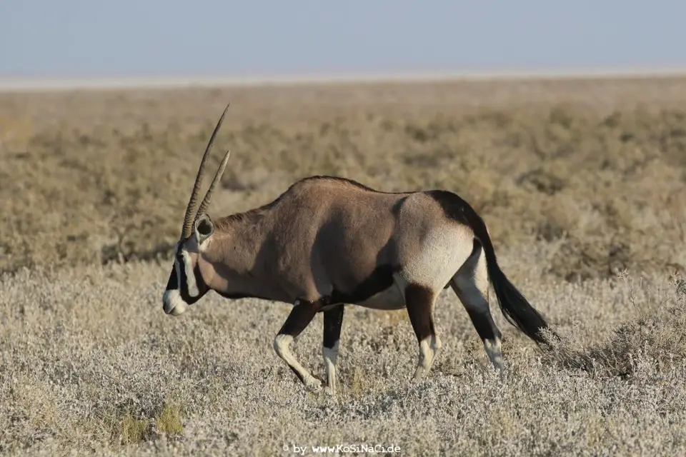 Na16_10955.JPG