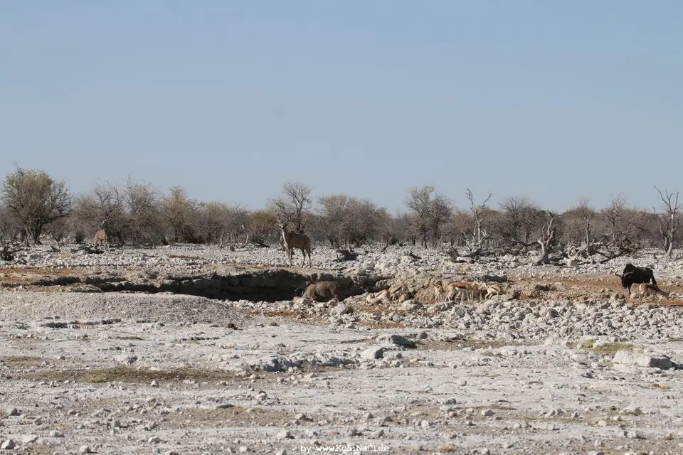 Na16_10963.JPG