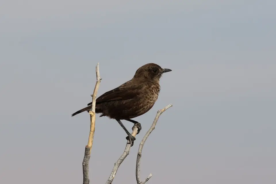 Na16_1320.JPG