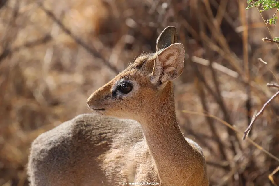 Na16_14018.JPG