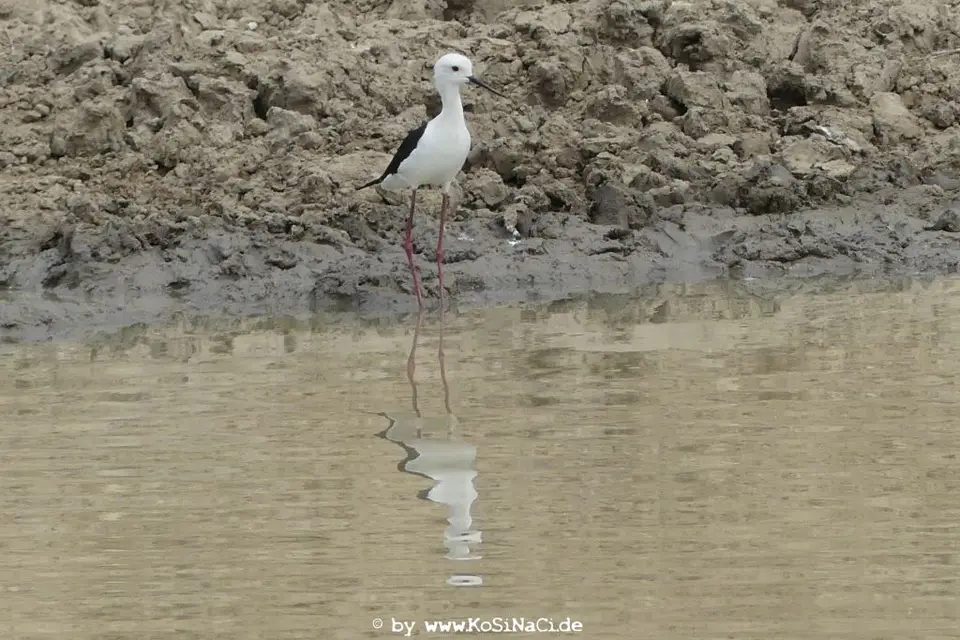 Na16_14166.JPG