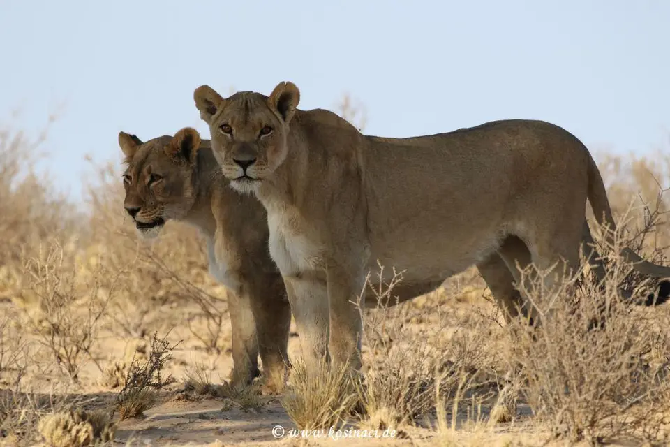 Na16_2443.JPG