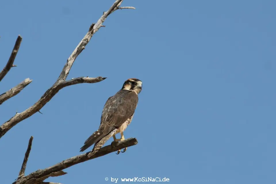 Na16_3024.JPG