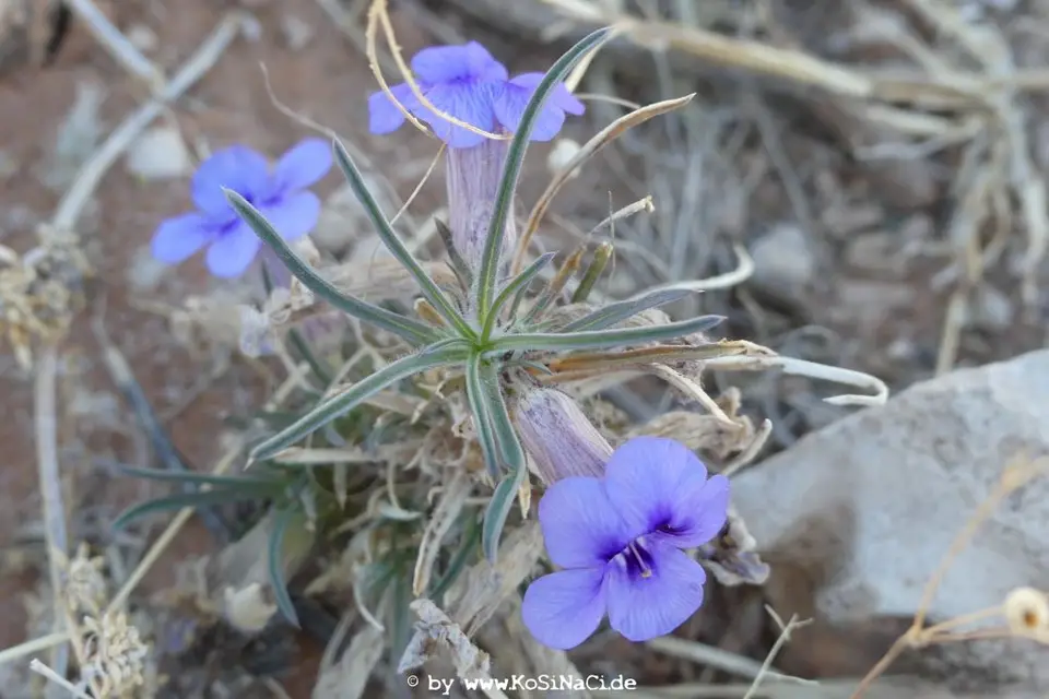 Na16_5106.JPG