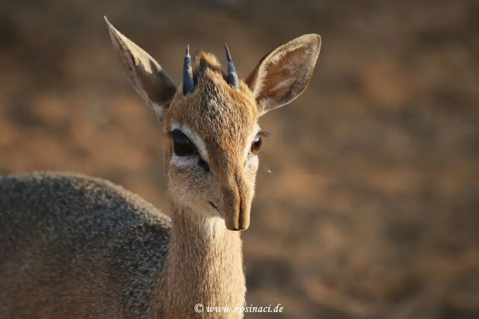 Na16_7086-2.JPG