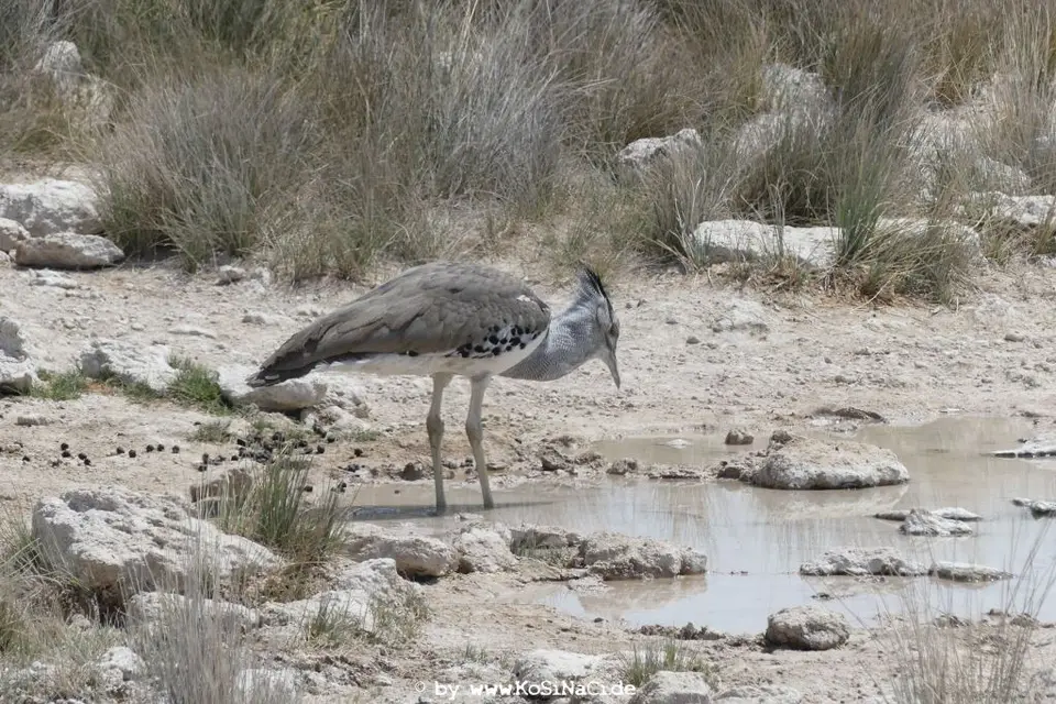Na16_7912.JPG