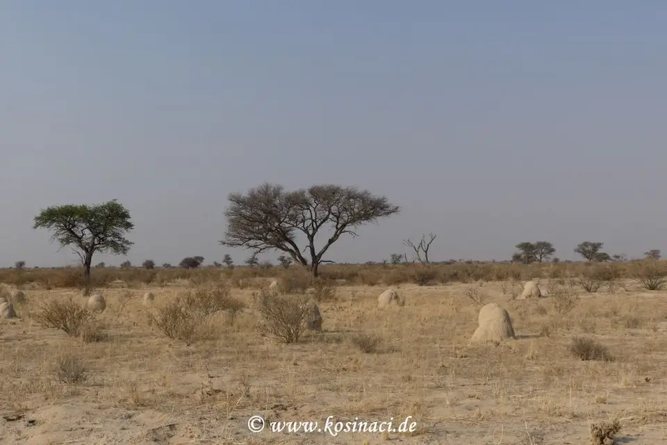 Na17_2095.JPG
