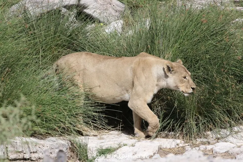 Na19_11287.JPG