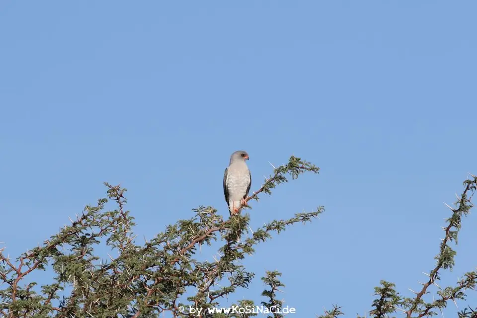 Na19_5171.jpg