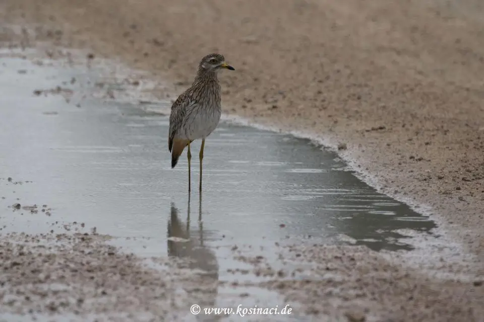 Na22_0259.JPG