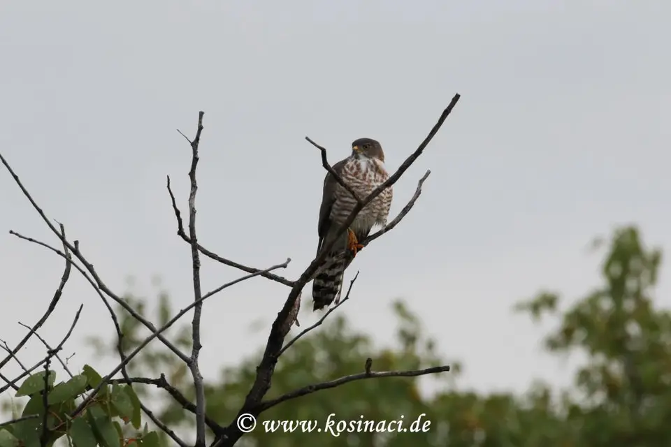 Na22_0899.JPG