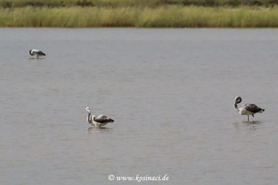 Na22_10043.JPG