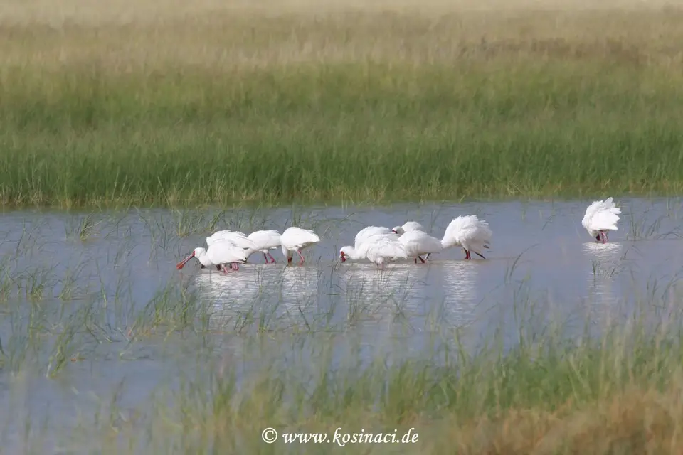 Na22_10063.JPG