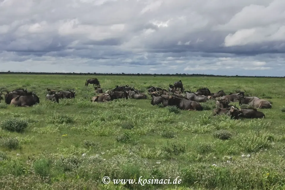 Na22_11441.jpg