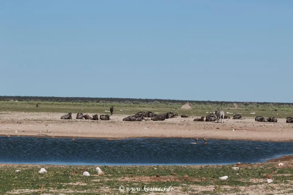 Na22_4962.JPG