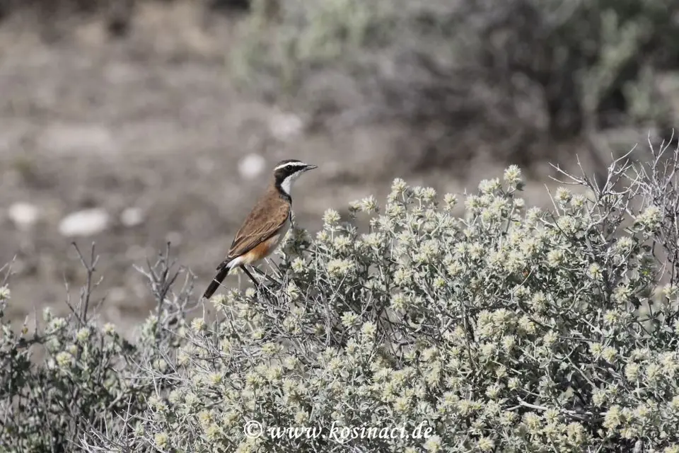 Na22_5064.JPG