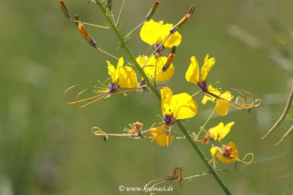 Na22_5648.JPG