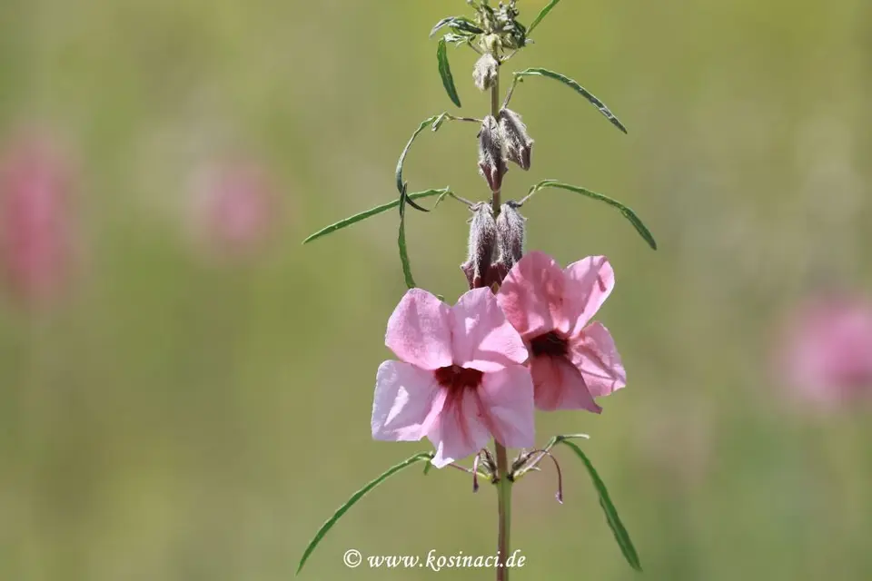 Na22_5650.JPG