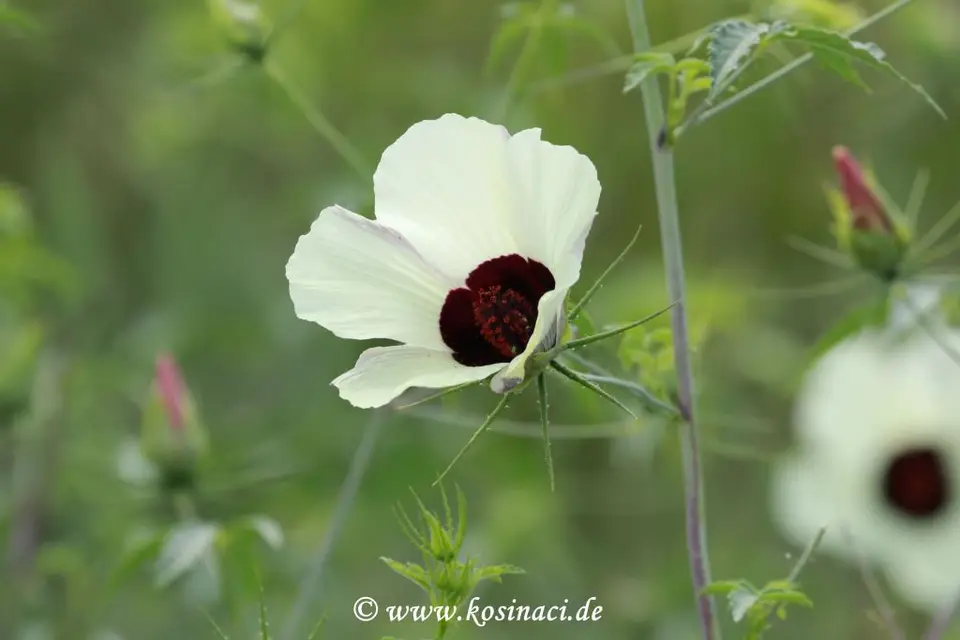Na22_6884.JPG