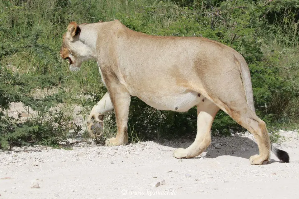 Na22_7433.JPG