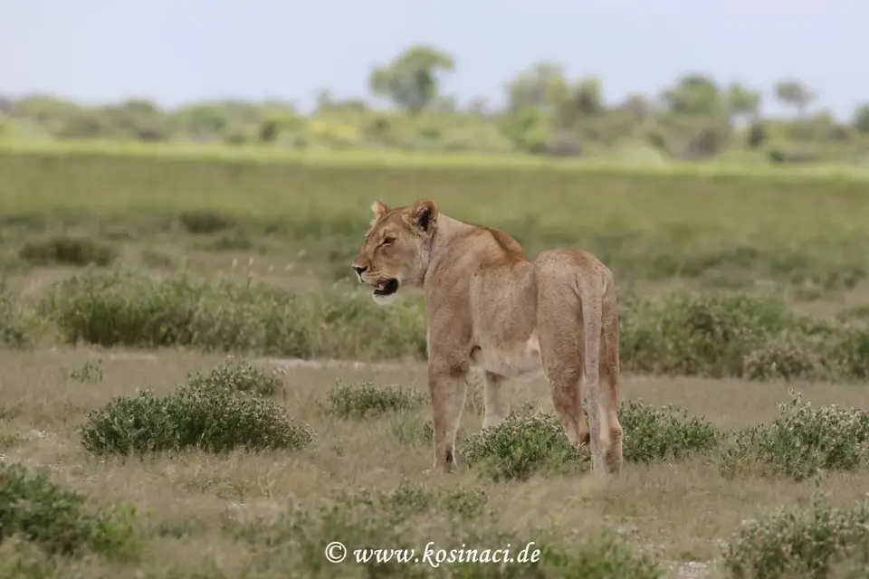 Na22_8417.JPG