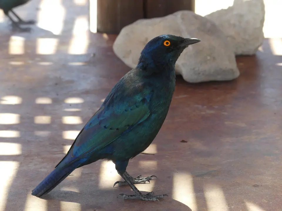 Na23_0817.JPG