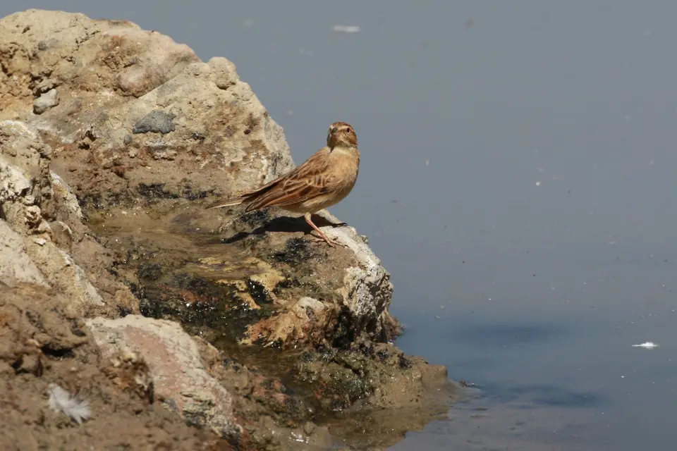 Na23_3950.JPG