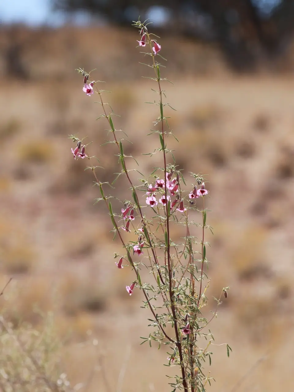 Na23_4028.JPG