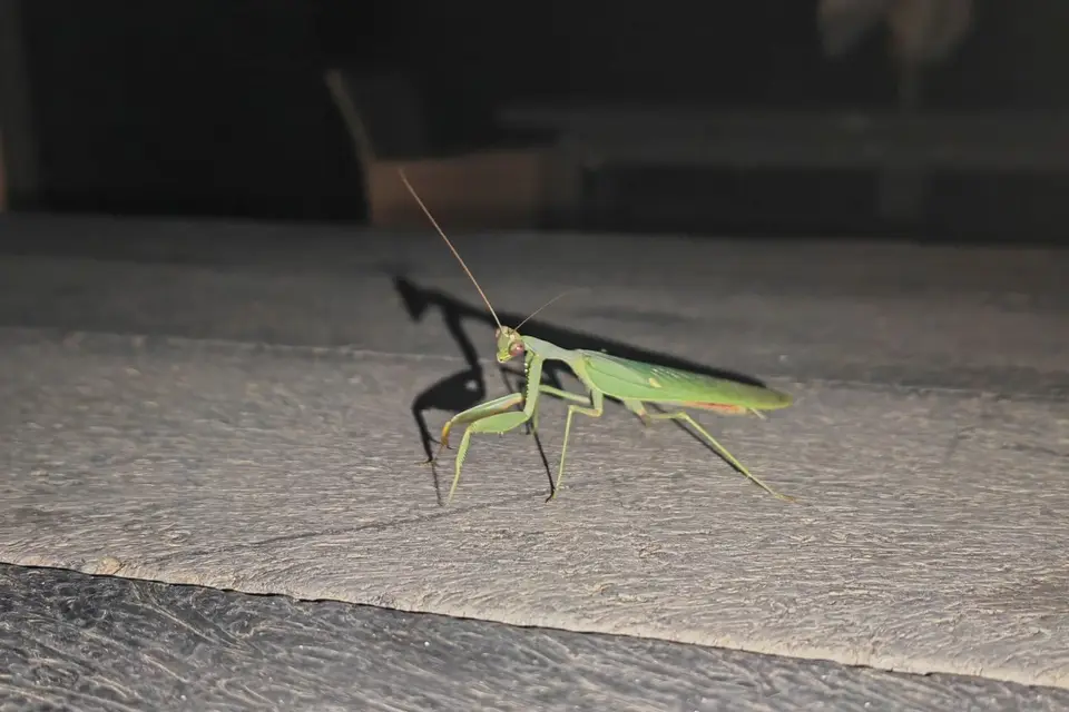 Na23_4161.jpg