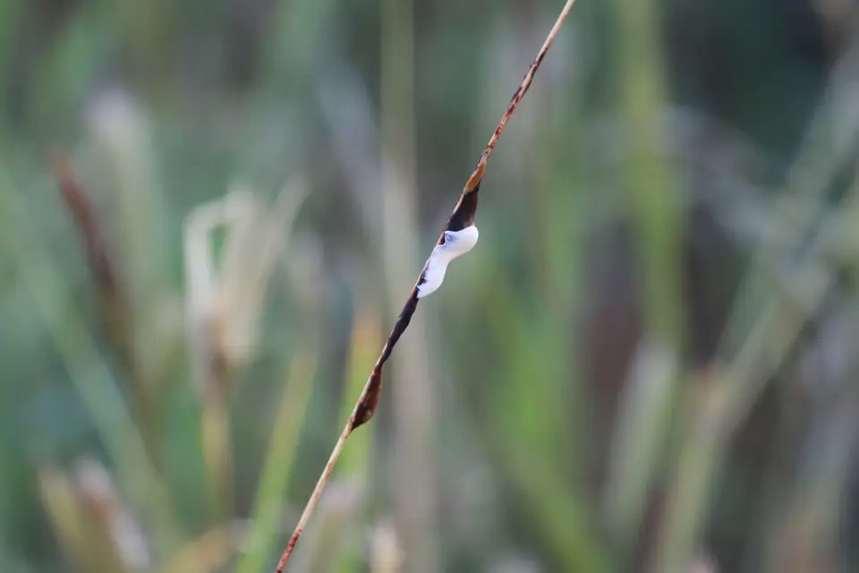 Na23_4381.JPG